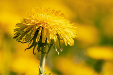 close-up of a yellow dandelion under bright lighting