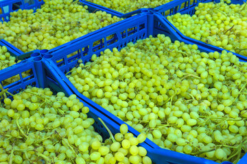 Ripe grapes in wooden boxes. Local produce at the autumn farmers' market.