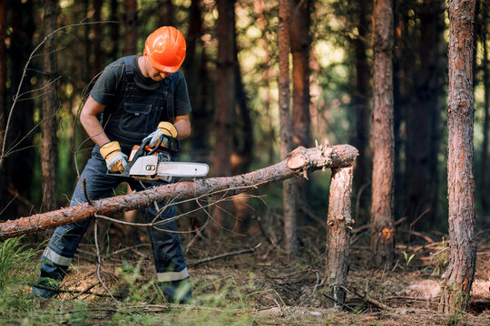 The logger uses a saw. A person using a saw while cutting wood