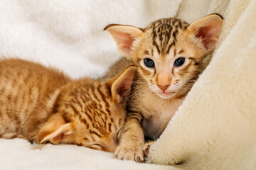 Portrait of an Oriental cat. The concept of keeping and breeding of cats in the home.