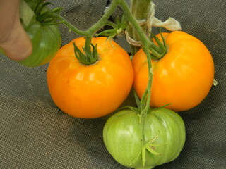 orange tomato,  big orange tomato