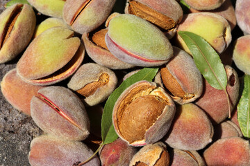 Harvest of almonds. Healthy foods.