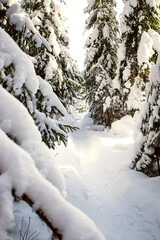 Winter snow-covered coniferous forest.Natural background.Copy space for text