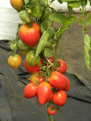 tomato plant, big tomato, red tomato