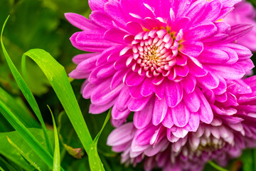 Fototapeta premium Fresh hot pink chrysanthemum flower on a background of green grass with rossy in autumn.