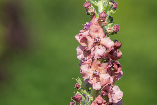 Close up of a verbascum flower in bloom