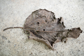 Brown dry leaf isolated on cement ground