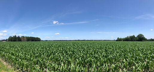 Farmland panorama around Rheezerveen