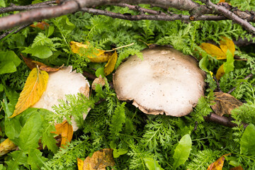 Mushrooms in the middle of grass and dew drops