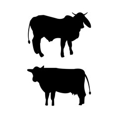 bull and a female cow silhouette on a white background