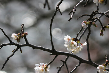 Close up photo of cherry blossoms in full bloom