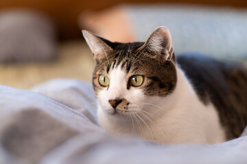 じっと見つめる猫　キジトラ猫