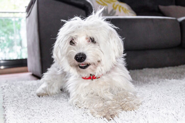 Close-up of a cute white Bichon Maltes dog on a fluffy carpet in a house