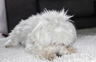 Close-up of a cute white Bichon Maltes dog on a fluffy carpet in a house