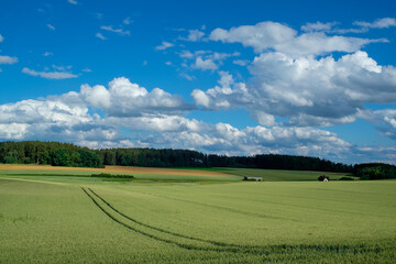 Grüne Felder unter einem wunderschönen blauen Wolkenhimmel in einer Sommer-Landschaft