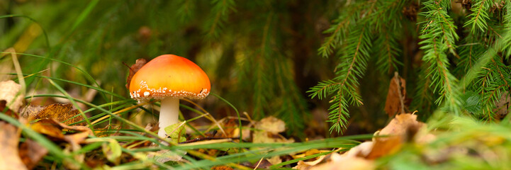 mushroom fly agaric in grass on autumn forest background. toxic and hallucinogen red poisonous amanita muscaria fungus macro close up in natural environment. banner