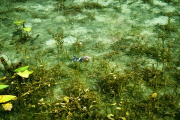 A beautiful carp in the clean water.