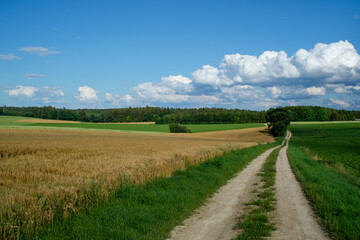Ein Feldweg in einer schönen Sommer-Landschaft, links ein Getreidefeld, darüber blauer Himmel mit Wolken