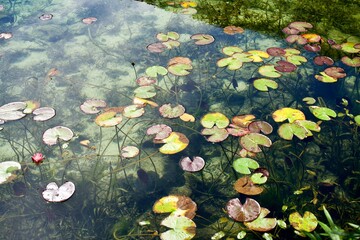 lily leaves in the pond.