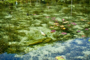 Obraz premium The view of a pond with carp in Japan.