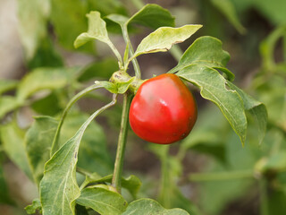 Rote Teufelchen. Kleine runde feuerrot Frucht auf Zweig als Zier-Chili (Capsicum annuum)
