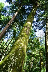 Fototapeta premium Green forest in Japan.