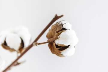 Sprig of cotton on a white background. Close-up.