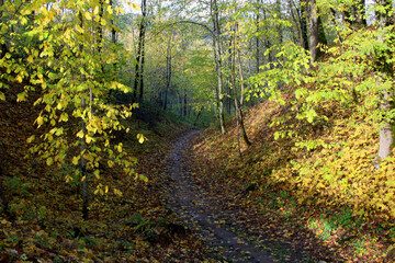 Obraz na płótnie Canvas footpath in the autumn forest