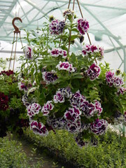 Terry Petunia махровая петуния