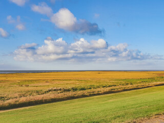 Fototapeta na wymiar field of wheat