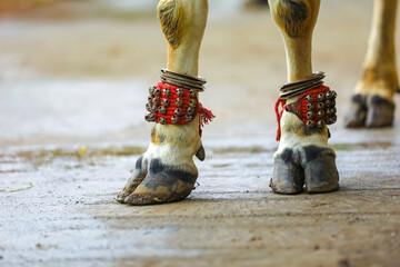 celebrating indian festival pola, anklet bells in ox leg