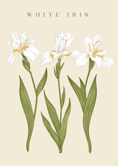Three white irises