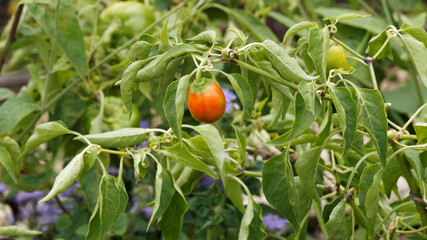 Rote Teufelchen. Kleine runde feuerrot Frucht auf Zweig als Zier-Chili (Capsicum annuum)