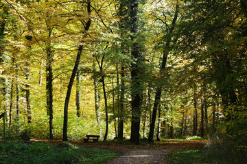 Fototapeta premium Autumn forest in Baden-Wurttemberg, Germany