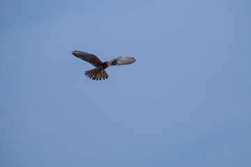 common kestrel in stationary flight with blue sky in background