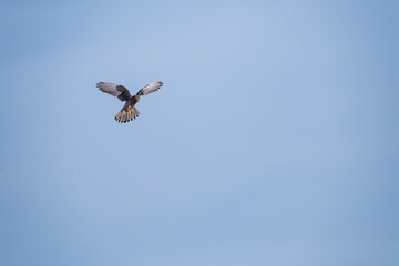common kestrel in stationary flight with blue sky in background
