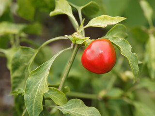 Rote Teufelchen, Zier-Chili (Capsicum annuum) mit konisch, kurz, dickwandig, feuerrot und sehr scharf Früchte