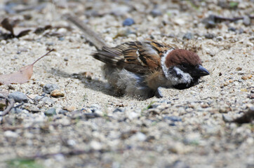 Tree sparrow are digging sand and enjoys sand bathing.