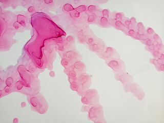 Multi Acrylic Paint Brush. Coloured Paint