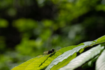 dragonfly on a green leaf
