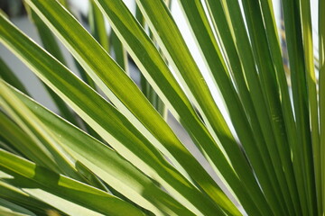 Palmenblätter