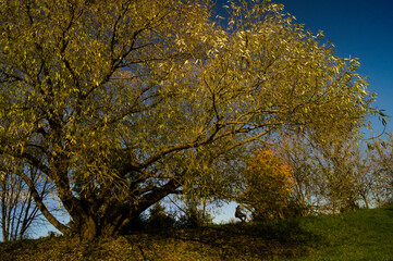 Fototapeta premium Landscape with an autumn tree.