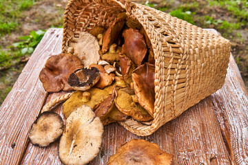 Basket full with big mushrooms on wooden table outdoor