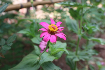 Pink zinnia flowers bloom beautifully with green leaves in the garden in the morning.