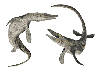 Obraz na płótnie Canvas Mosasaurier Tylosaurus, Freisteller