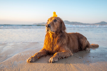 Golden Retriever lying on the beach with toys on its head