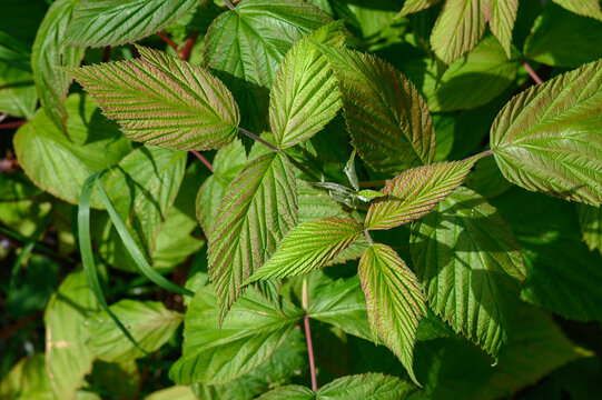 Feuilles de framboisier