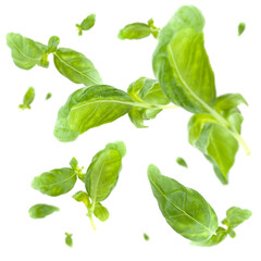 Many basil leafs free falling on white background. Selective focus - shallow depth of field.