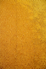 Honeycomb for abstract background. Textured wooden frame with honey. Yellow and brown colors wallpaper. Design for honey themed purposes.