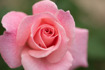 pink rose close up